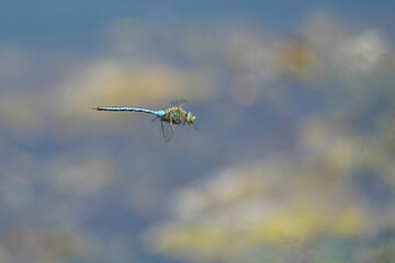 dragonfly on a branch