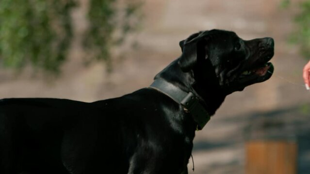 an obedient dog of a large breed of cane corso on a walk in a training park practices commands with a trainer
