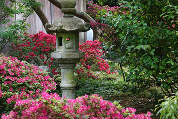 Springtime in the Japanese garden of the public garden Glingendael 