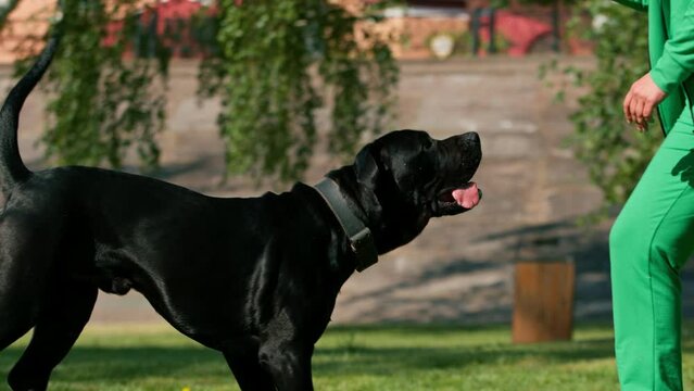 an obedient dog of a large breed of cane corso on a walk in a training park practices commands with a trainer