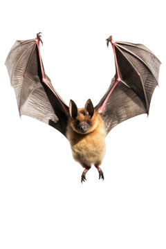 close up of a bat isolated on a transparent background