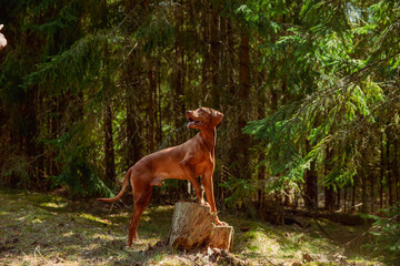 Red hunting vizsla dog in a coniferous forest © Stanislava