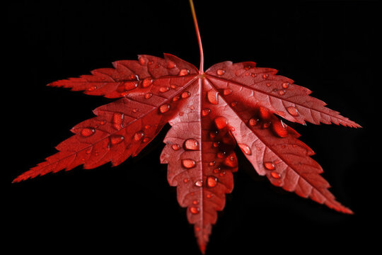 Japanese maple leaf isolated created with Generative AI technology