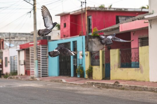 Pigeons flying down urban street