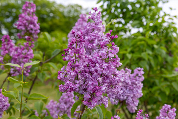 Beautiful purple lilac in full bloom. Very fragrant, hardy shrub. All types of lilacs have beautiful flowers. Lilacs are depicted on the coat of arms of the city of Sigulda, Latvia 