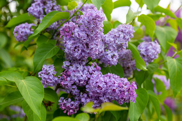 Beautiful purple lilac in full bloom. Very fragrant, hardy shrub. All types of lilacs have beautiful flowers. Lilacs are depicted on the coat of arms of the city of Sigulda, Latvia 