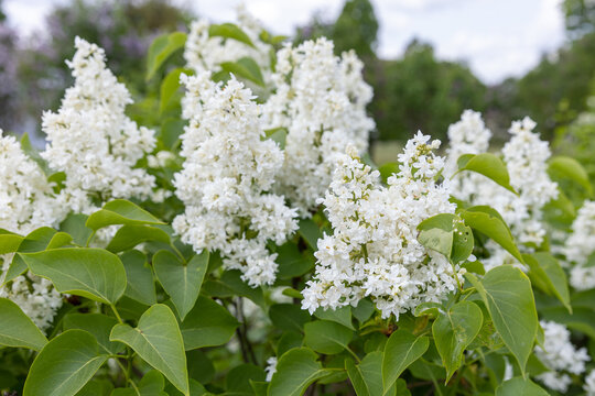 Beautiful snowy white rare lilac in full bloom. Very fragrant, hardy shrub. All types of lilacs have beautiful flowers. Tender young branch of common lilac, perfect calendar picture