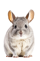 Obraz premium close up of a chinchilla isolated on a transparent background
