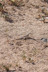Désert en Californie, red rock canyon