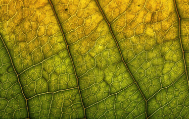 leaf cell texture created with Generative AI technology