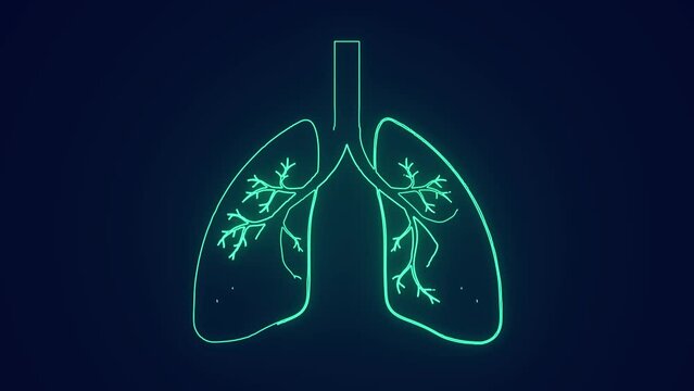Healthy human respiratory system lungs medical science human body anatomy animation