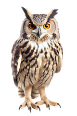 close up of a eagle owl isolated on a transparent background