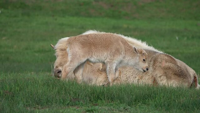 White bison and calf in grassy pasture in Wyoming as the baby yawns.