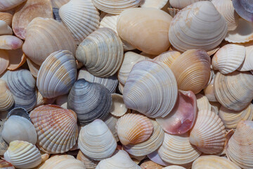 abstract natural background: colorful seashells on sea coast
