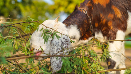 Close-up view of domestic goat grazing, chewing grass. young goat eating green leaves of gum arabic tree also known as kikar in India, Rajasthan. warm sunrays background. horns.