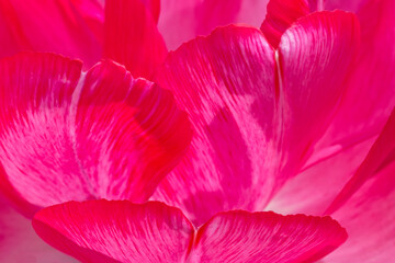 pink petals of peony tulip flower
