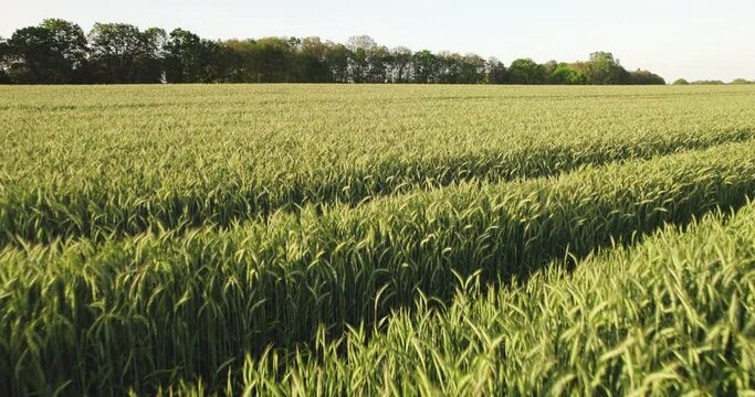 drone shot of green grass and fields swaying in the wind from above. Agricultural fields and parks and gardens in Europe. Agricultural production and activities. Shooting from the top. Gronau, Germany