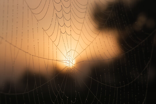 spider web in the morning