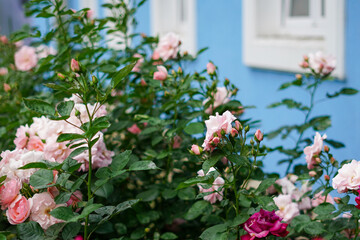 Vintage pink roses near the wood blue wall in the house garden