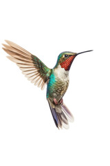 Fototapeta na wymiar close up of a hummingbird isolated on a transparent background