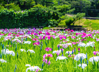 natural flower with forest background photo