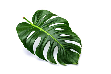 Monstera leaf isolated created with Generative AI technology