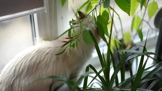 Closeup kitten sniffing and chewing green leaves on domestic plants on windowsill. Close-up curious fluffy cat eating flowers at home indoors