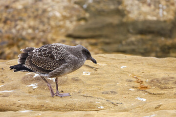 A Fledgling gull or fully feathered young sea gull walking on a sand rock by the ocean.