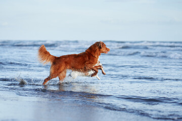 dog on the beach. Nova Scotia duck tolling retriever runs on sand, water. Vacation with a pet