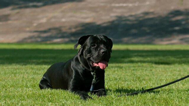 a black dog of a large breed cane corso on a walk in the park plays and rests on the grass portrait close-up