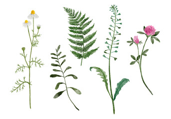 Watercolor set of field plants. Wildflowers. Botanical collection of wild and garden plants. Meadow herbs and flowers collection: chamomile, Trifolium pratense, shepherd's bag, fern etc.