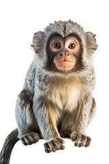 close up of a marmoset isolated on a transparent background