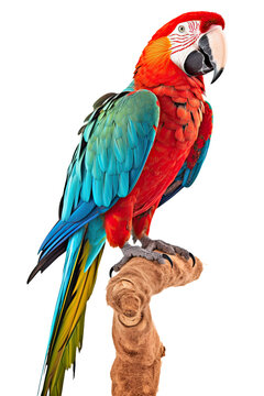 close up of a parrot isolated on a transparent background