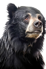 close up of a sloth bear isolated on a transparent background