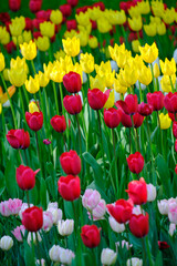 Clearing with colorful tulips.Floral summer background.