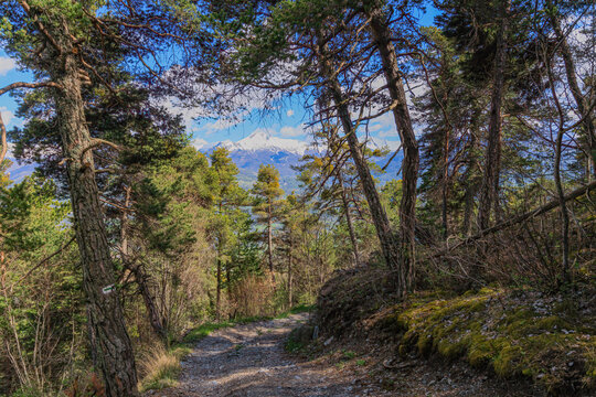 A scenic view of a footpath in a mountain forest with snowy mountain summit in the background under a majestic blue sky and some white clouds