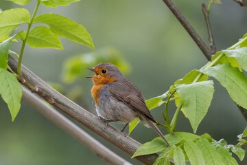 robin on a branch