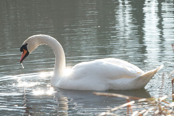  mute swan (Cygnus olor) portrait