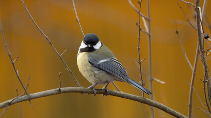 portrait great tit (Parus major)