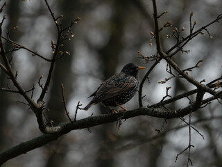portrait common starling (Sturnus vulgaris)