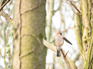 The Eurasian jay (Garrulus glandarius)  portrait