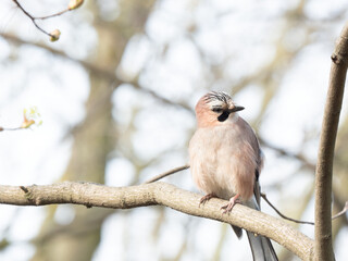 The Eurasian jay (Garrulus glandarius)  portrait