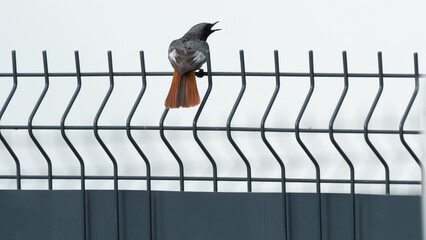 The black redstart (Phoenicurus ochruros)