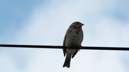 portrait corn bunting (Emberiza calandra)