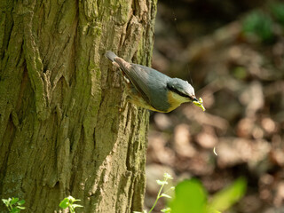 The Eurasian nuthatch or wood nuthatch (Sitta europaea) male with meat