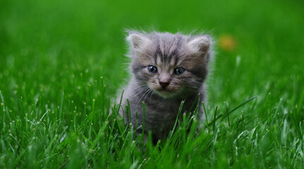 Naklejka na ściany i meble A small fluffy kitten sits in the green grass. Selective focus. .
