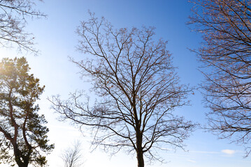 View from Nicovo to West tatras near Liptovsky Mikulas in the winter and Krivan. Slovakia, Liptov region.
