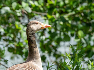 greylag goose or graylag goose (Anser anser)