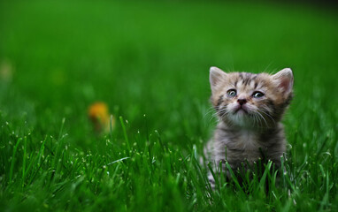 Naklejka na ściany i meble A small fluffy kitten sits in the green grass. Selective focus.