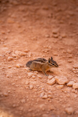 Chipmunk dans Parc national de Bryce Canyon  tamia